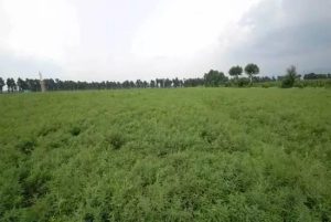 中国农企在俄远东种植中草药，挖到新商机